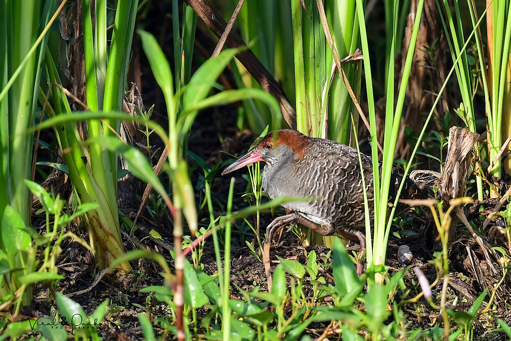 Slaty-breasted Rail